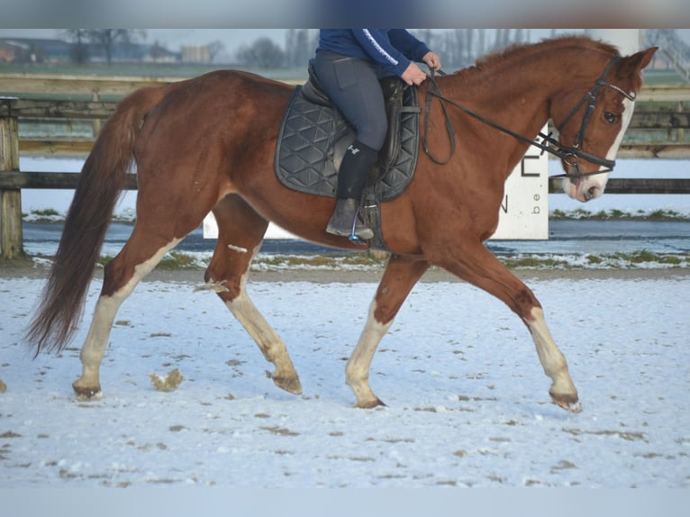 Belgijski koń gorącokrwisty Klacz 17 lat 160 cm Kasztanowata in Breda