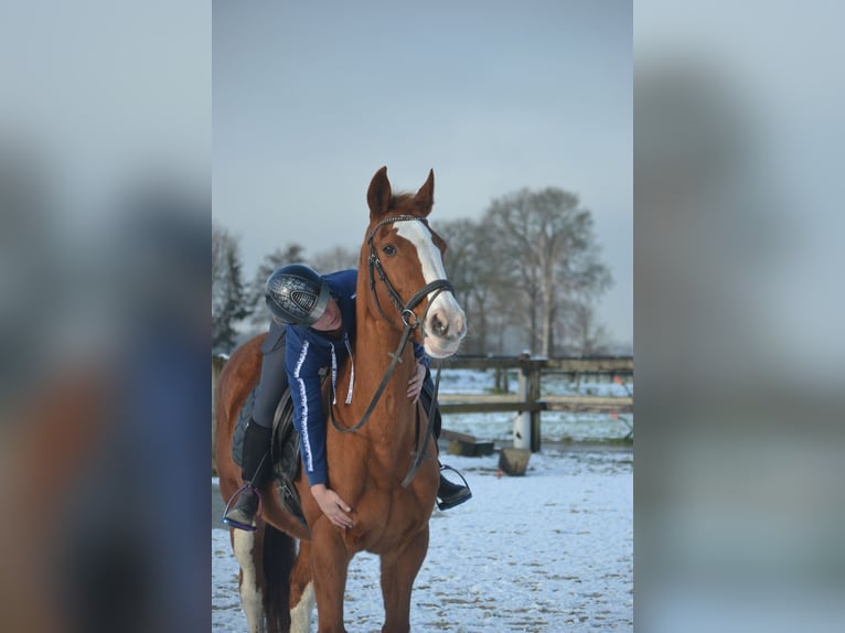 Belgijski koń gorącokrwisty Klacz 17 lat 160 cm Kasztanowata in Breda