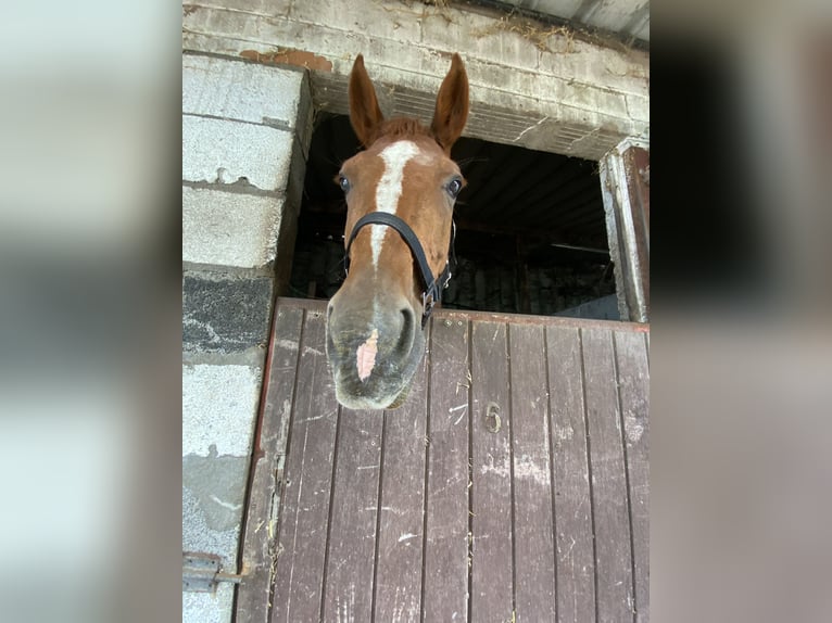 Belgijski koń gorącokrwisty Klacz 17 lat 165 cm Ciemnokasztanowata in Wippelgem