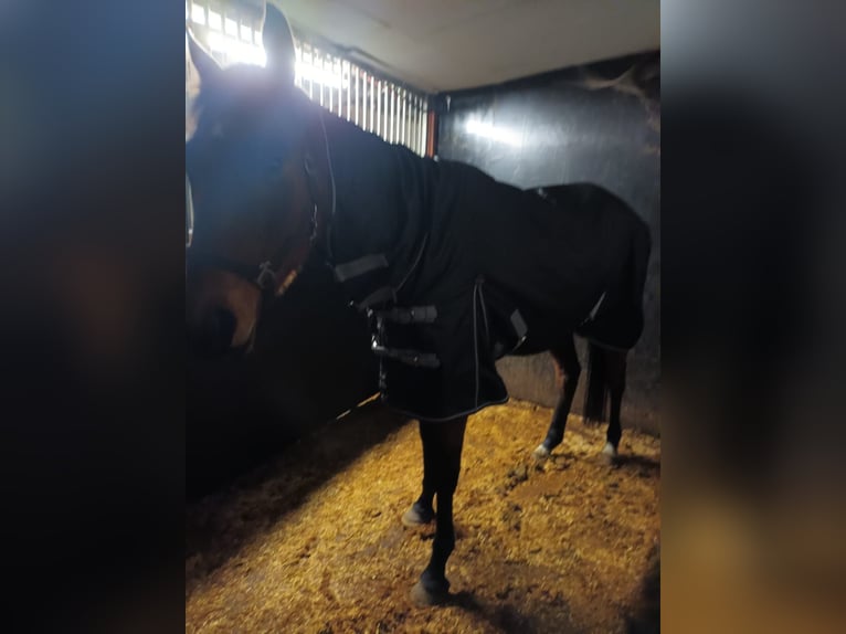 Belgijski koń gorącokrwisty Klacz 17 lat 170 cm Kara in Olen