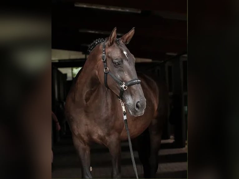 Belgijski koń gorącokrwisty Klacz 18 lat 170 cm Ciemnogniada in Wiehl