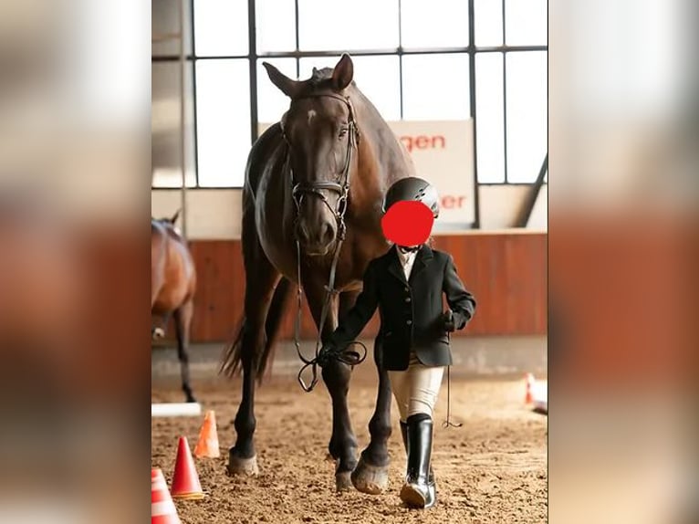 Belgijski koń gorącokrwisty Klacz 18 lat 170 cm Ciemnogniada in Wiehl