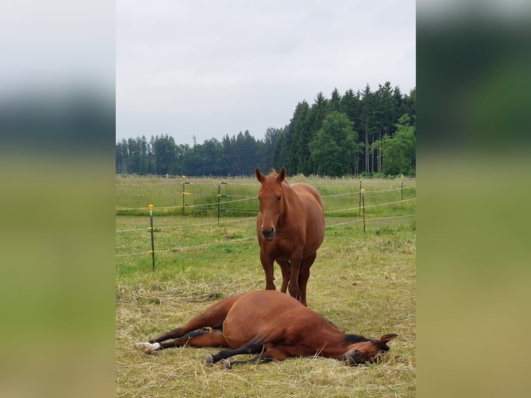 Belgijski koń gorącokrwisty Klacz 18 lat 170 cm Kasztanowata in Gilching