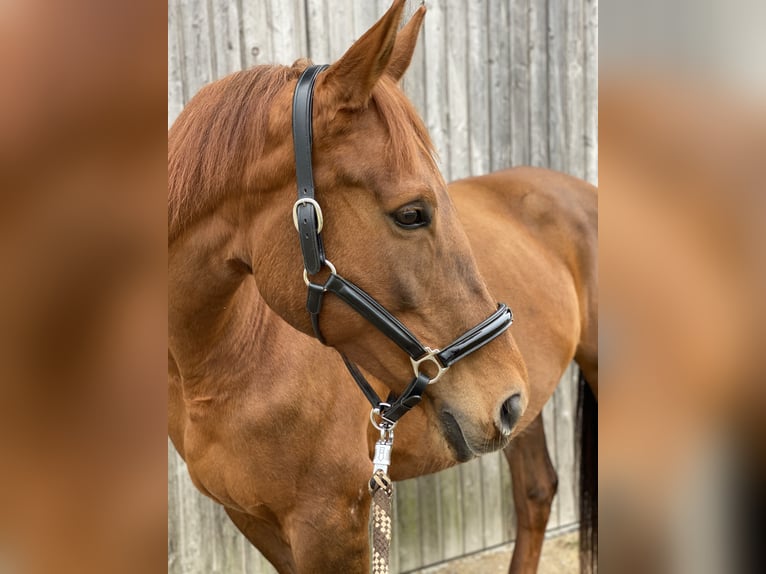 Belgijski koń gorącokrwisty Klacz 18 lat 170 cm Kasztanowata in Gilching