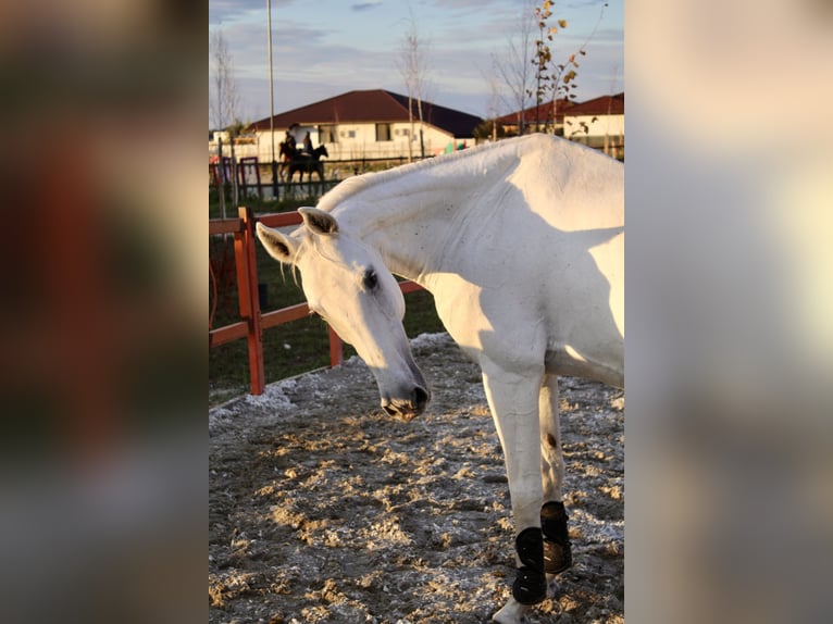 Belgijski koń gorącokrwisty Klacz 19 lat 163 cm Siwa in Darza