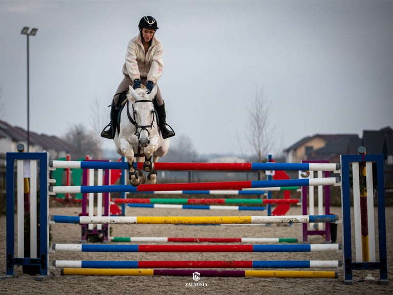 Belgijski koń gorącokrwisty Klacz 19 lat 163 cm Siwa in Darza