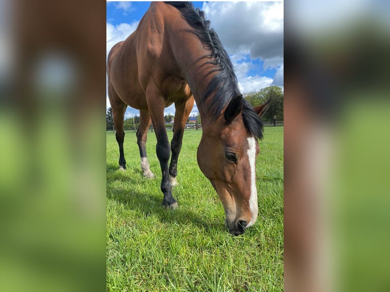 Belgijski koń gorącokrwisty Klacz 19 lat 175 cm Gniada in Ossendrecht