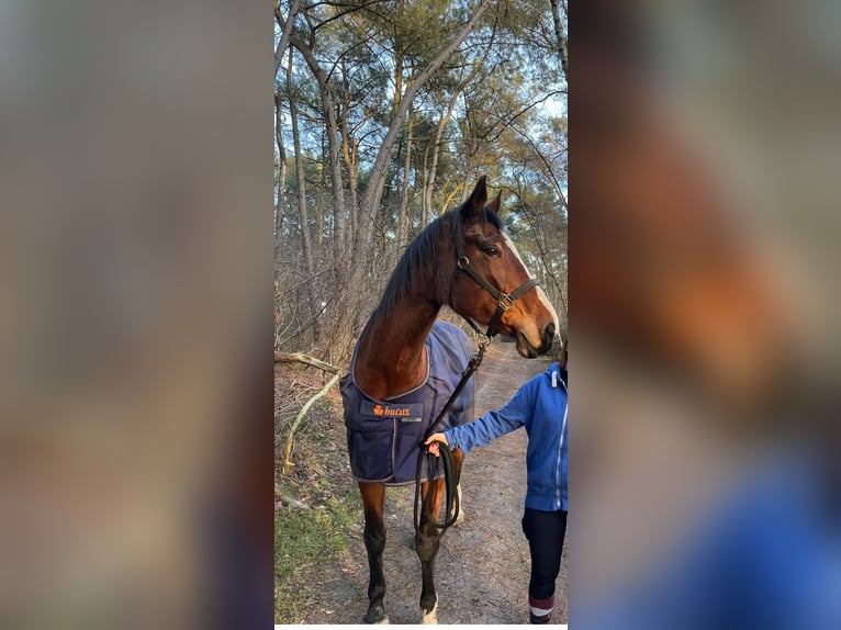 Belgijski koń gorącokrwisty Klacz 19 lat 175 cm Gniada in Ossendrecht