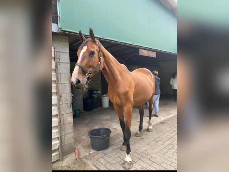 Belgijski koń gorącokrwisty Klacz 19 lat 175 cm Gniada in Ossendrecht