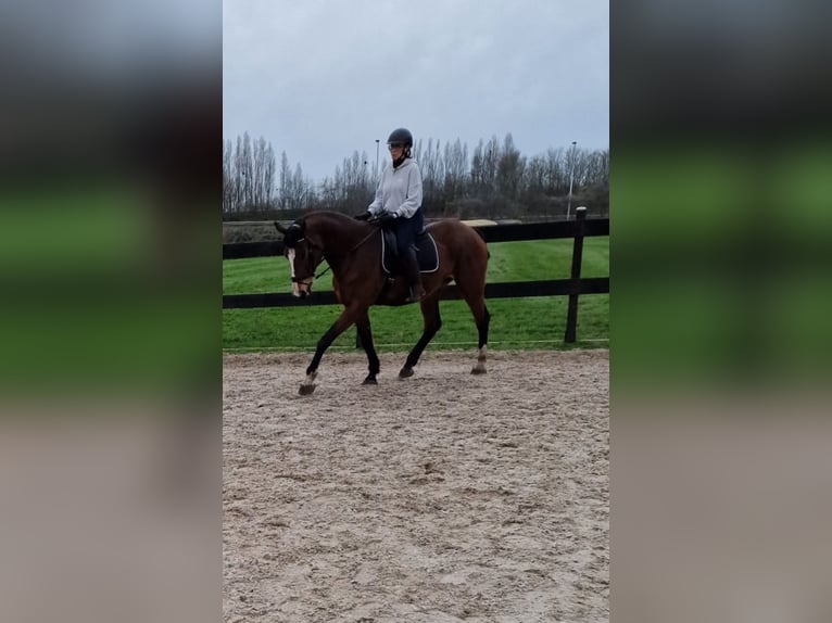 Belgijski koń gorącokrwisty Klacz 19 lat 175 cm Gniada in Ossendrecht