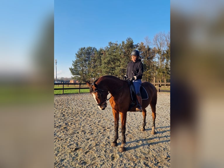 Belgijski koń gorącokrwisty Klacz 19 lat 175 cm Gniada in Ossendrecht