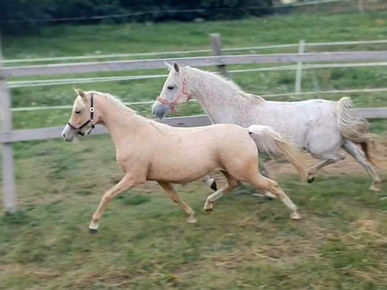 Belgijski koń gorącokrwisty Klacz 1 Rok 135 cm Izabelowata in Visz