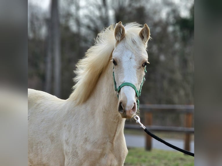 Belgijski koń gorącokrwisty Klacz 1 Rok 136 cm Izabelowata in Visz