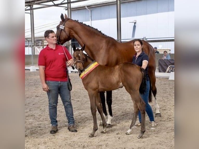 Belgijski koń gorącokrwisty Klacz 1 Rok Ciemnogniada in Torhout