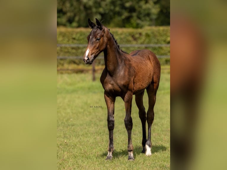 Belgijski koń gorącokrwisty Klacz 1 Rok Gniada in Ranst