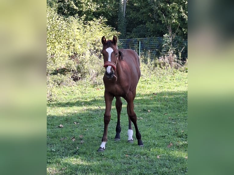 Belgijski koń gorącokrwisty Klacz 1 Rok Srokata in Welle