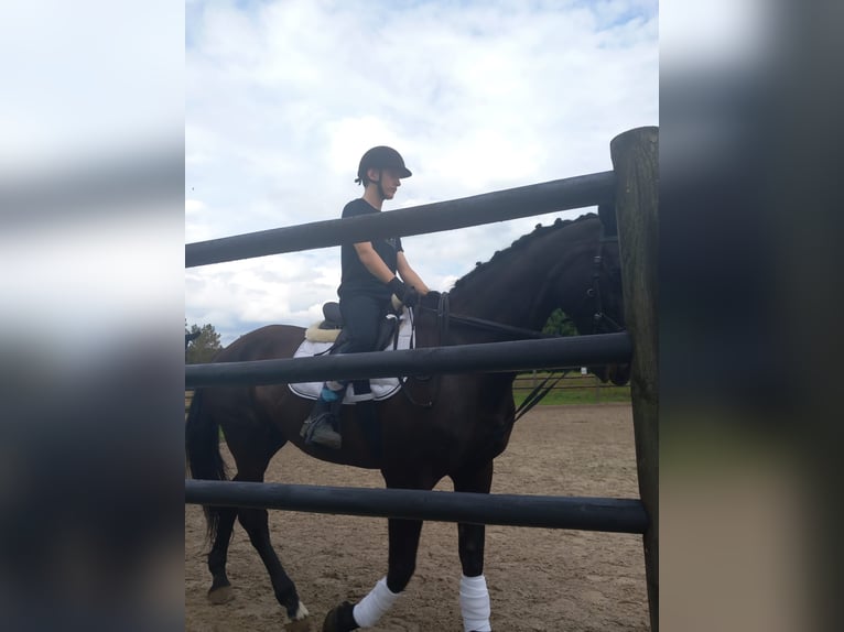 Belgijski koń gorącokrwisty Klacz 20 lat 168 cm Kara in Werchter