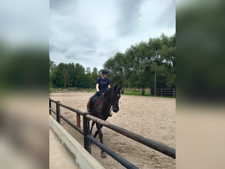 Belgijski koń gorącokrwisty Klacz 20 lat 168 cm Kara in Werchter