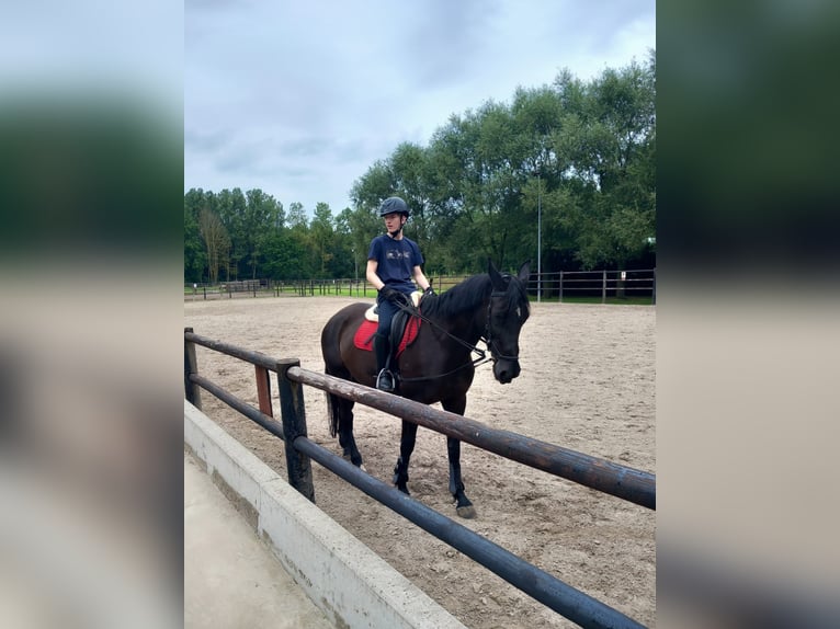 Belgijski koń gorącokrwisty Klacz 20 lat 168 cm Kara in Werchter