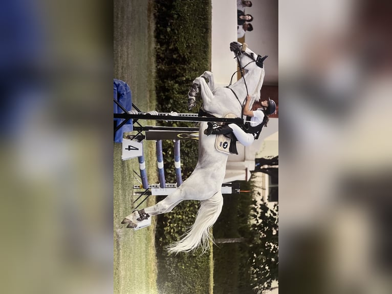 Belgijski koń gorącokrwisty Klacz 21 lat 165 cm Siwa in Simancas