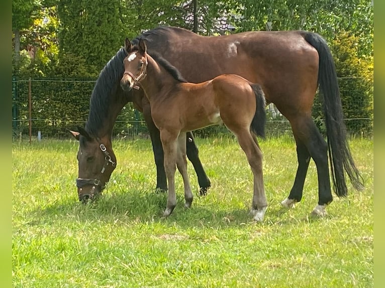 Belgijski koń gorącokrwisty Klacz 21 lat 170 cm Ciemnogniada in Schwaan