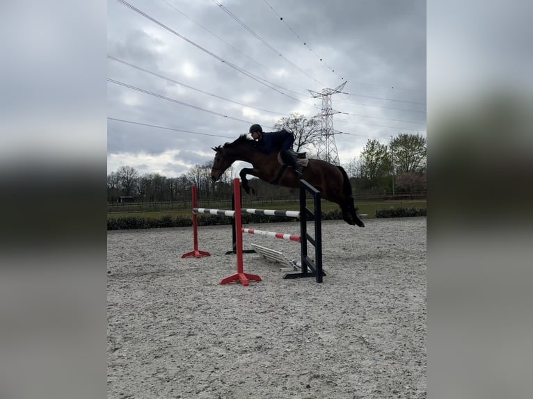 Belgijski koń gorącokrwisty Klacz 21 lat Gniada in Hechtel-Eksel