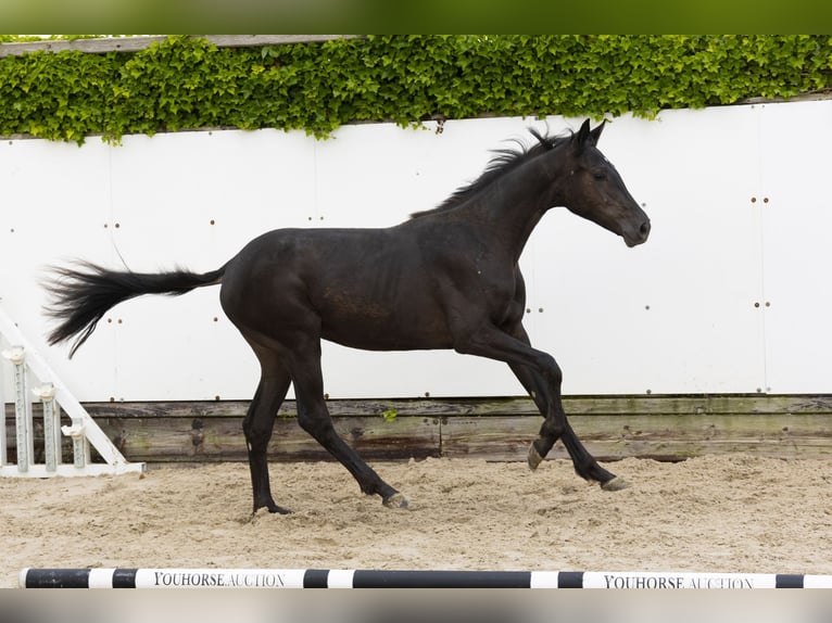Belgijski koń gorącokrwisty Klacz 2 lat 145 cm Kara in Waddinxveen