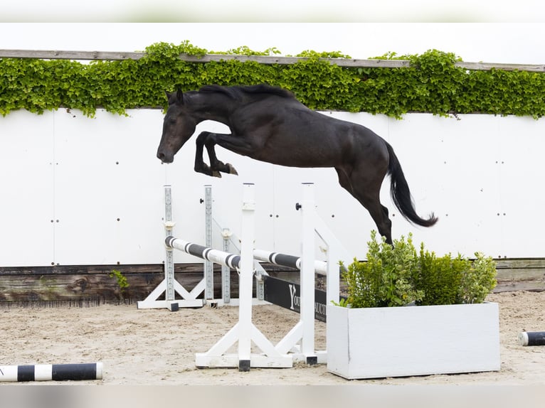 Belgijski koń gorącokrwisty Klacz 2 lat 145 cm Kara in Waddinxveen