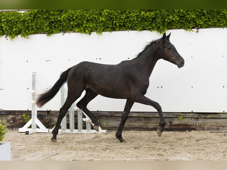 Belgijski koń gorącokrwisty Klacz 2 lat 145 cm Kara in Waddinxveen