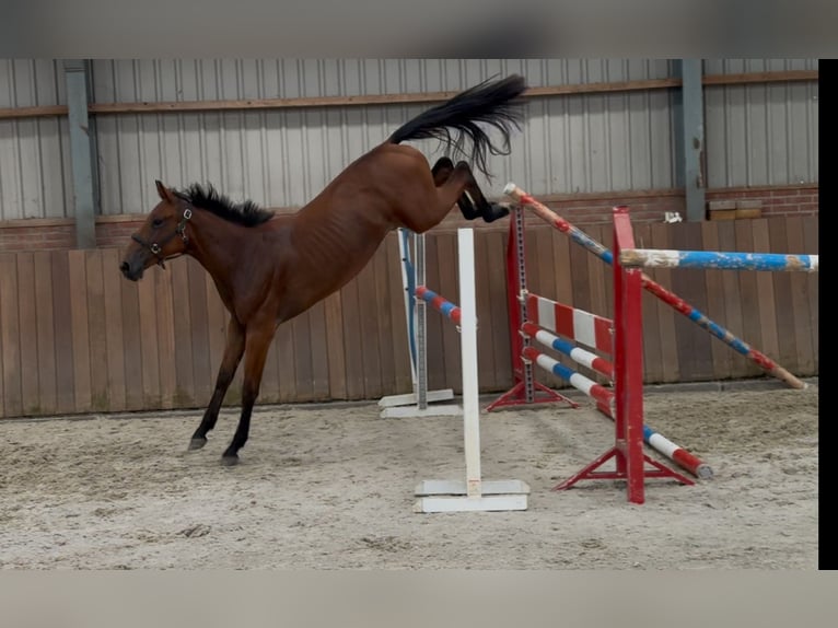 Belgijski koń gorącokrwisty Klacz 2 lat 151 cm Gniada in Zieuwent
