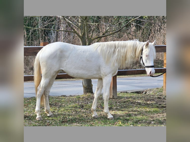 Belgijski koń gorącokrwisty Klacz 2 lat 152 cm Cremello in Visz