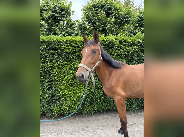 Belgijski koń gorącokrwisty Klacz 2 lat 160 cm Gniada in GROTE BROGEL