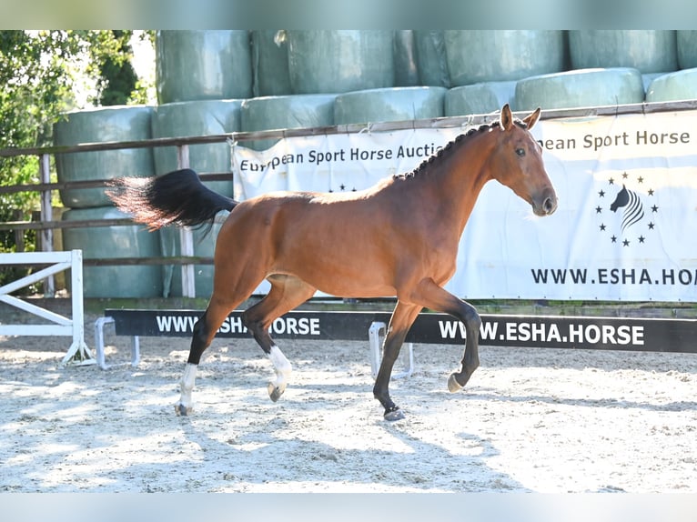 Belgijski koń gorącokrwisty Klacz 2 lat 162 cm Gniada in GROTE-BROGEL