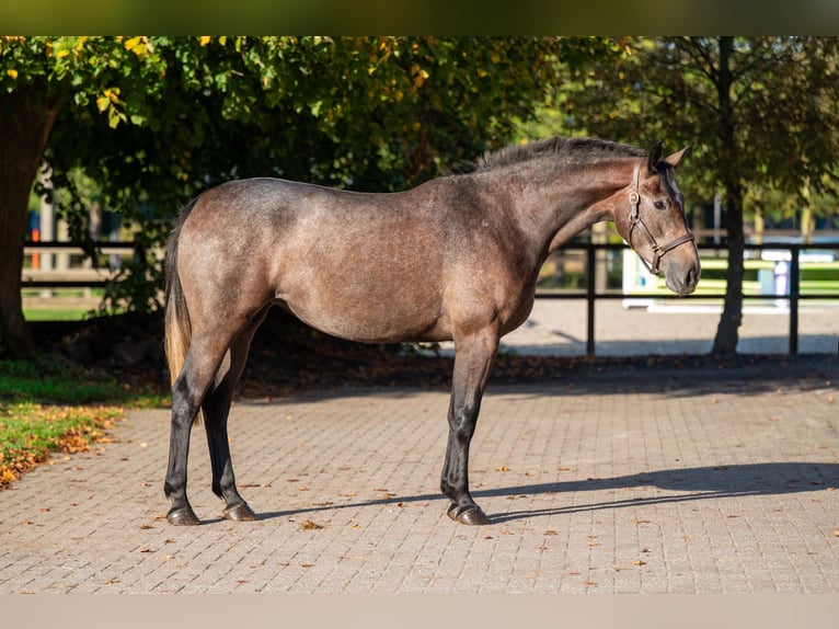 Belgijski koń gorącokrwisty Klacz 2 lat 167 cm Siwa in Kaulille