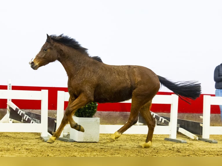 Belgijski koń gorącokrwisty Klacz 3 lat 142 cm Gniada in Waddinxveen