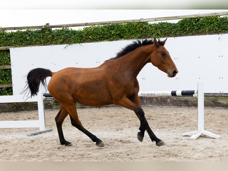 Belgijski koń gorącokrwisty Klacz 3 lat 153 cm Kara in Waddinxveen Belgijski koń gorącokrwisty Klacz 3 lat 153 cm Kara in Waddinxveen