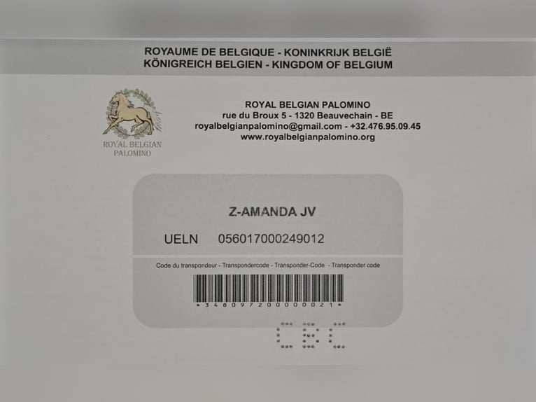 Belgijski koń gorącokrwisty Klacz 3 lat 160 cm Cremello in Visz