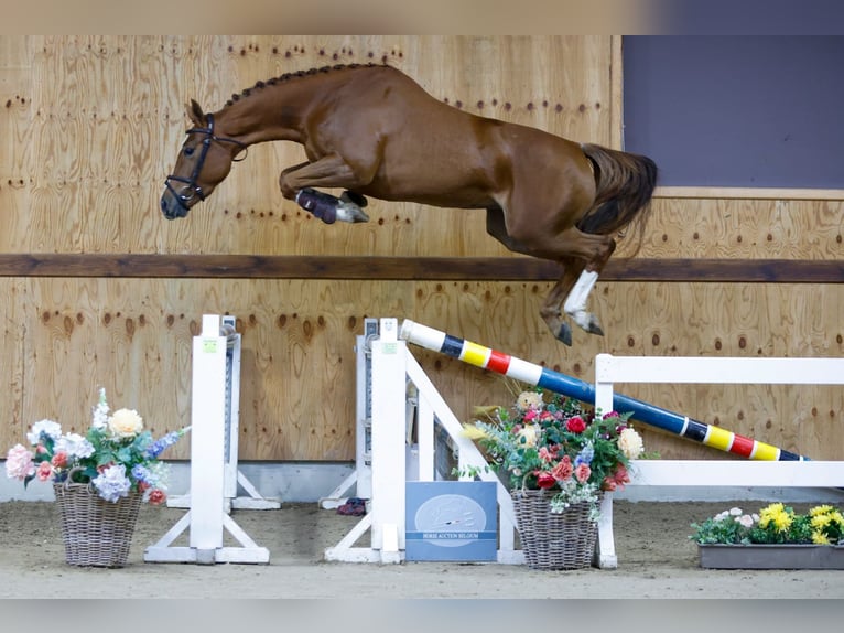 Belgijski koń gorącokrwisty Klacz 3 lat 161 cm Kasztanowata in Kinrooi