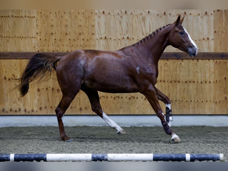 Belgijski koń gorącokrwisty Klacz 3 lat 163 cm Ciemnokasztanowata in Kinrooi