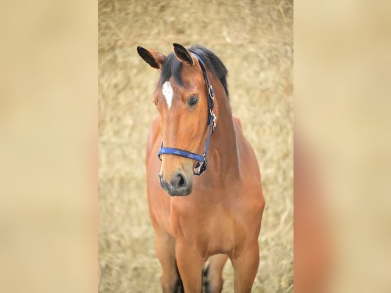 Belgijski koń gorącokrwisty Klacz 3 lat 163 cm Gniada in Bladel