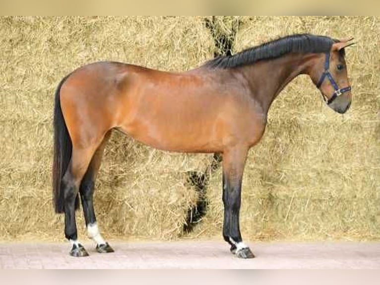 Belgijski koń gorącokrwisty Klacz 3 lat 163 cm Gniada in Bladel