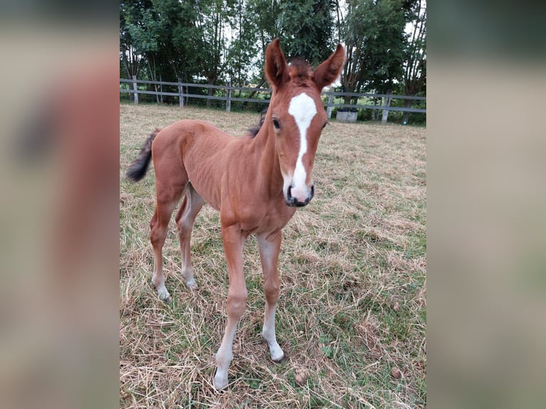 Belgijski koń gorącokrwisty Klacz 3 lat 165 cm Gniada in Semmerzake