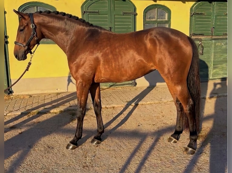 Belgijski koń gorącokrwisty Klacz 3 lat 167 cm Gniada in Sainte-Consorce