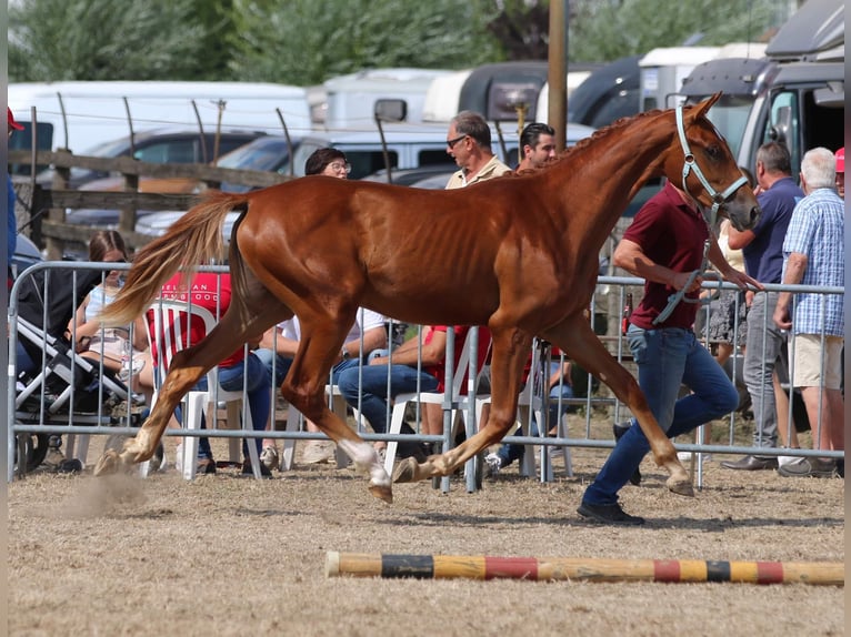 Belgijski koń gorącokrwisty Klacz 3 lat 168 cm Kasztanowata in Westende