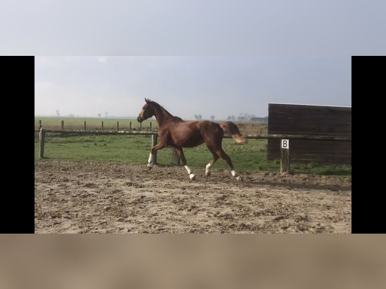Belgijski koń gorącokrwisty Klacz 3 lat 168 cm Kasztanowata in Westende
