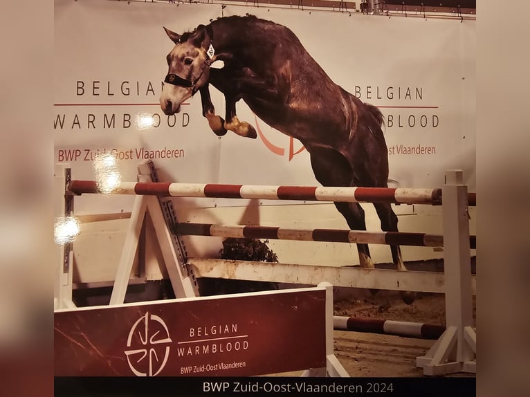 Belgijski koń gorącokrwisty Klacz 3 lat 168 cm Siwa in Sint-Laureins
