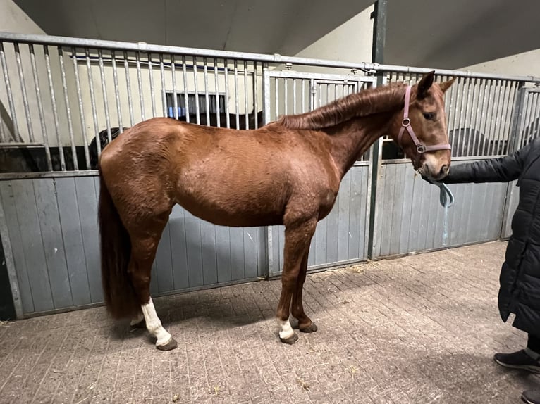 Belgijski koń gorącokrwisty Klacz 4 lat 155 cm Kasztanowata in Hoogstraten