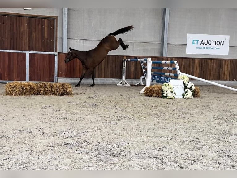Belgijski koń gorącokrwisty Klacz 4 lat 162 cm Ciemnogniada in Heusden
