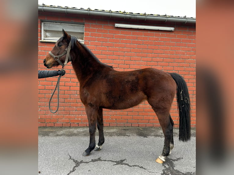 Belgijski koń gorącokrwisty Klacz 4 lat 162 cm Gniada in Bocholt