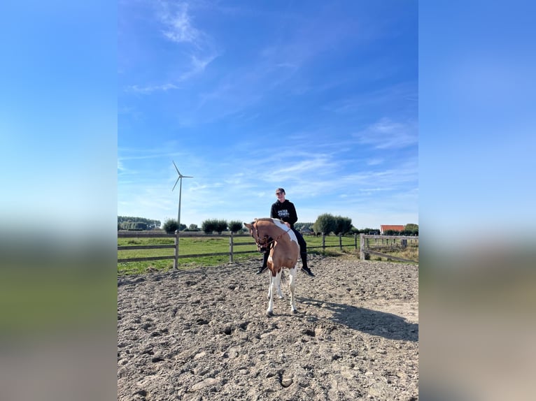 Belgijski koń gorącokrwisty Klacz 4 lat 162 cm Srokata in Diksmuide